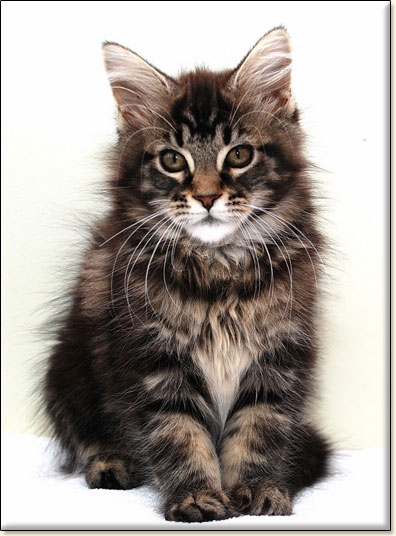 hodowla kotw rasy Maine Coon Villa Park*PL