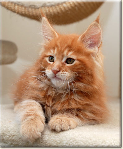 hodowla kotw rasy Maine Coon Villa Park*PL