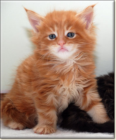 hodowla kotw maine coon Villa Park*PL