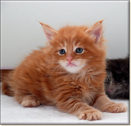 hodowla kotw maine coon Villa Park*PL