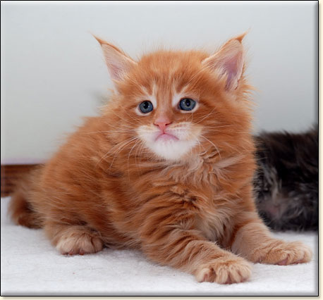 hodowla kotw rasy Maine Coon Villa Park*PL