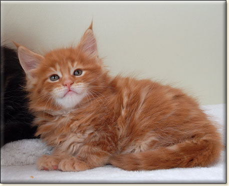 Maine Coon cattery Villa Park*PL