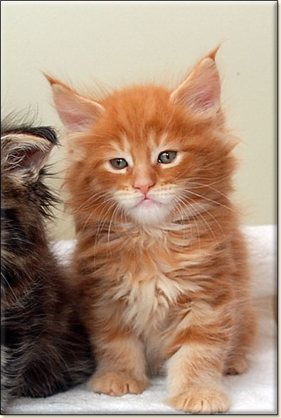 hodowla kotw maine coon Villa Park*PL