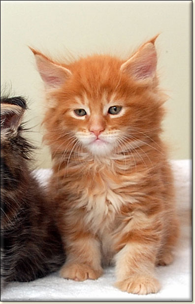 hodowla kotw rasy Maine Coon Villa Park*PL