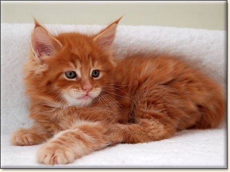 Maine Coon cattery Villa Park*PL