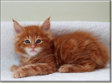 hodowla kotw maine coon Villa Park*PL