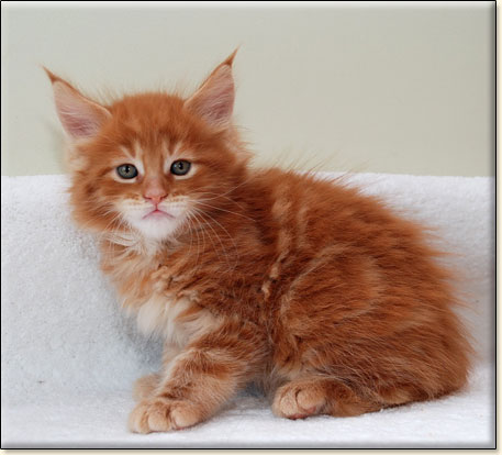 hodowla kotw rasy Maine Coon Villa Park*PL