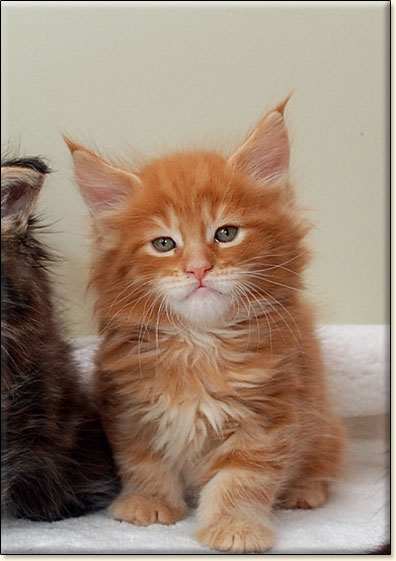 Maine Coon cattery Villa Park*PL