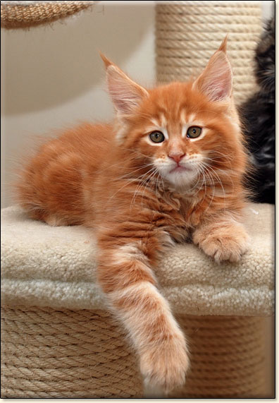 hodowla kotw maine coon Villa Park*PL