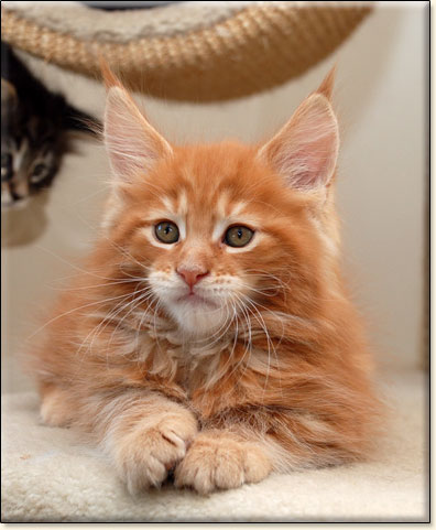 hodowla kotw rasy Maine Coon Villa Park*PL