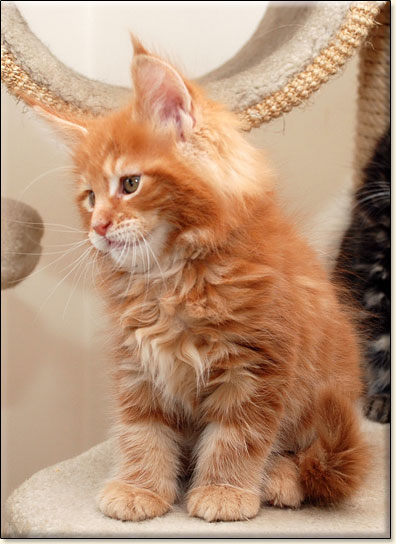 maine coon cattery Villa Park*PL