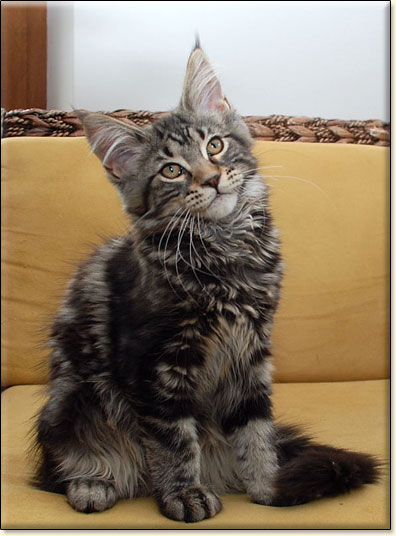 hodowla kotw rasy Maine Coon Villa Park*PL