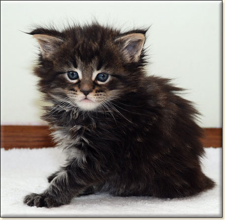 maine coon cattery Villa Park*PL