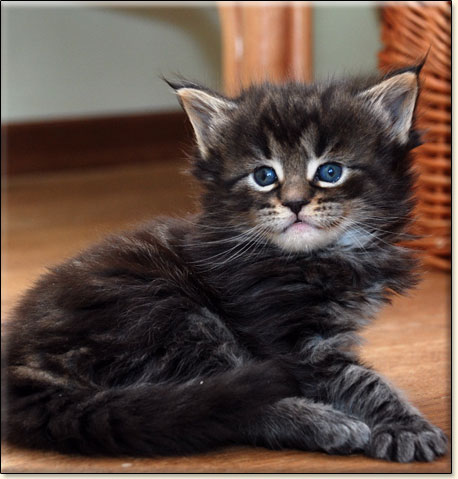 hodowla kotw maine coon Villa Park*PL