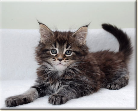 Maine Coon cattery Villa Park*PL