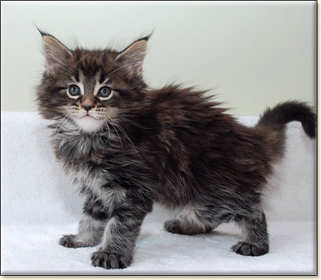 hodowla kotw maine coon Villa Park*PL