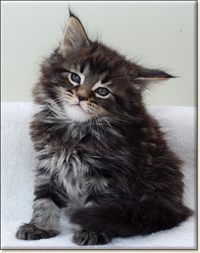 hodowla kotw rasy Maine Coon Villa Park*PL