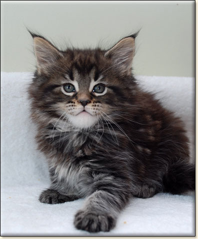 maine coon cattery Villa Park*PL