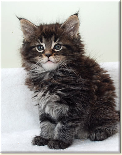 hodowla kotw maine coon Villa Park*PL