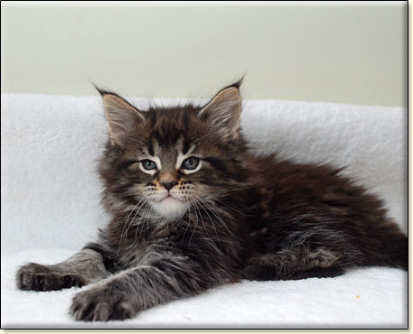 hodowla kotw rasy Maine Coon Villa Park*PL