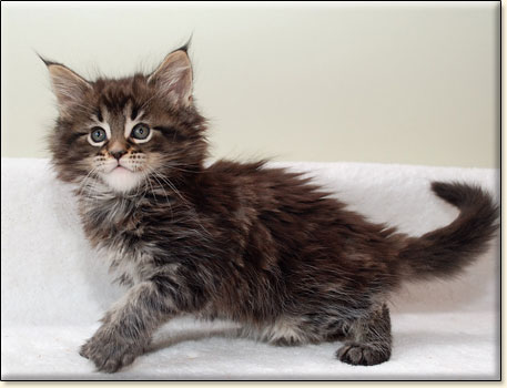 maine coon cattery Villa Park*PL