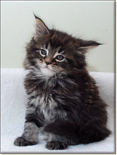 Maine Coon cattery Villa Park*PL