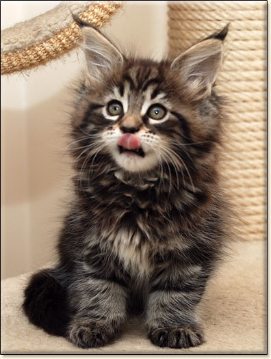 hodowla kotw maine coon Villa Park*PL