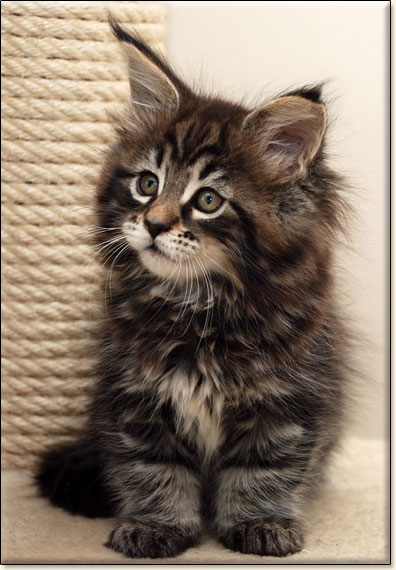 hodowla kotw rasy Maine Coon Villa Park*PL