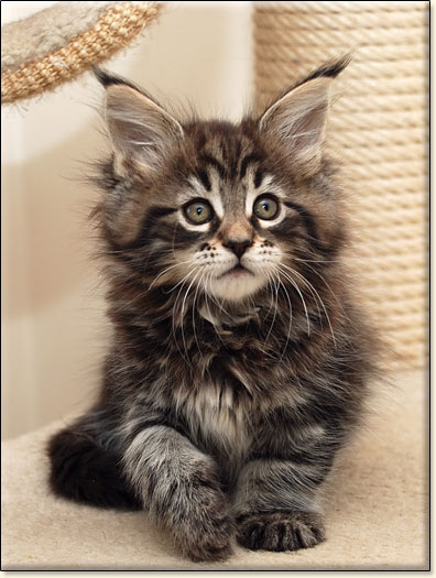 hodowla kotw maine coon Villa Park*PL