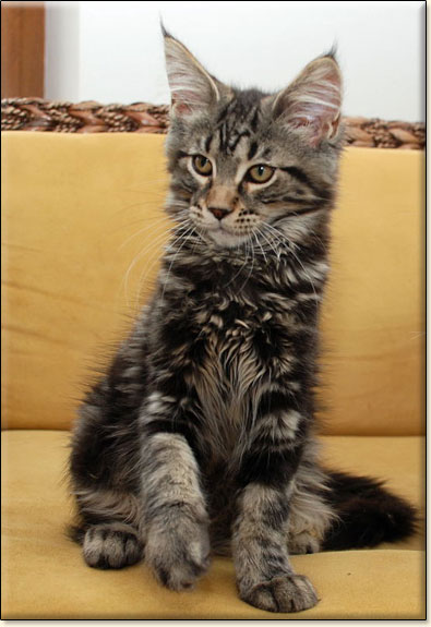 hodowla kotw rasy Maine Coon Villa Park*PL