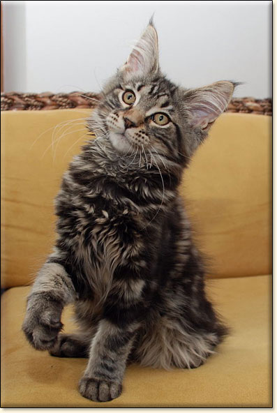 maine coon cattery Villa Park*PL