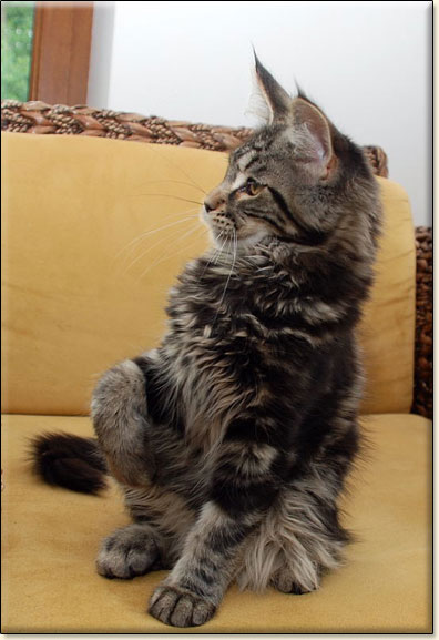 Maine Coon cattery Villa Park*PL