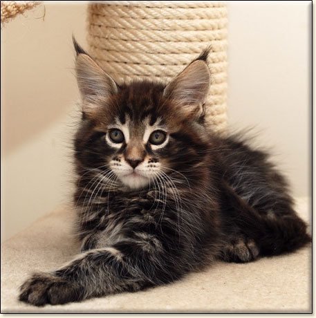 hodowla kotw rasy Maine Coon Villa Park*PL