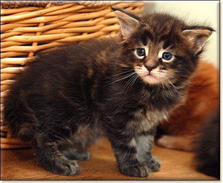 hodowla kotw maine coon Villa Park*PL