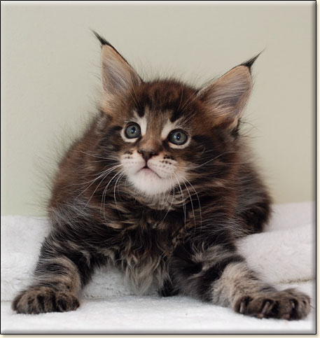 hodowla kotw maine coon Villa Park*PL