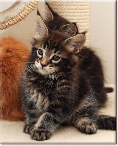 Maine Coon cattery Villa Park*PL