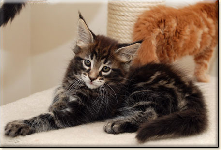 maine coon cattery Villa Park*PL