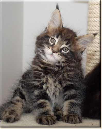 hodowla kotw rasy Maine Coon Villa Park*PL