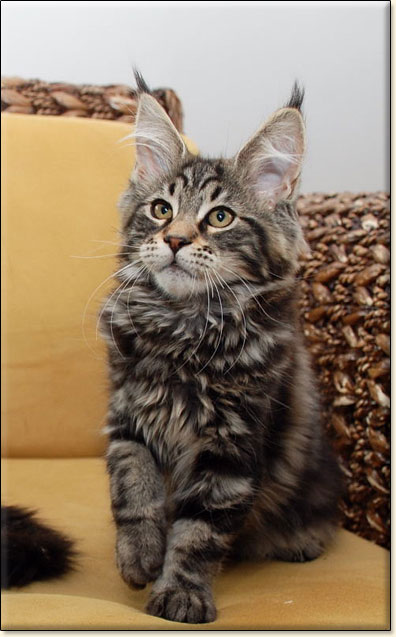 hodowla kotw rasy Maine Coon Villa Park*PL