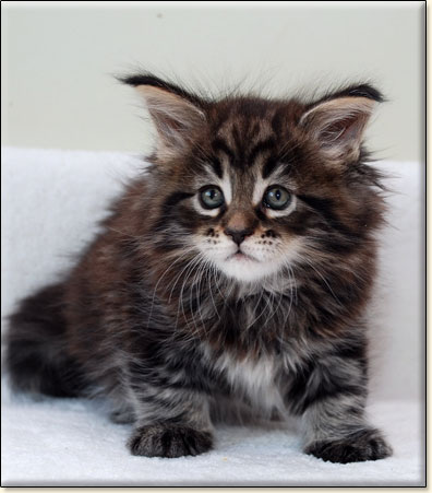 hodowla kotw maine coon Villa Park*PL