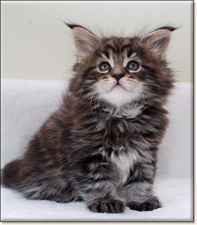 hodowla kotw rasy Maine Coon Villa Park*PL