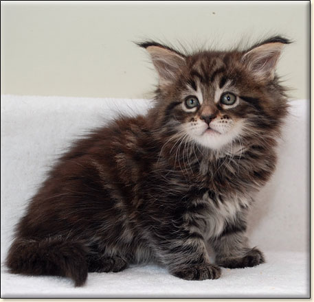 Maine Coon cattery Villa Park*PL