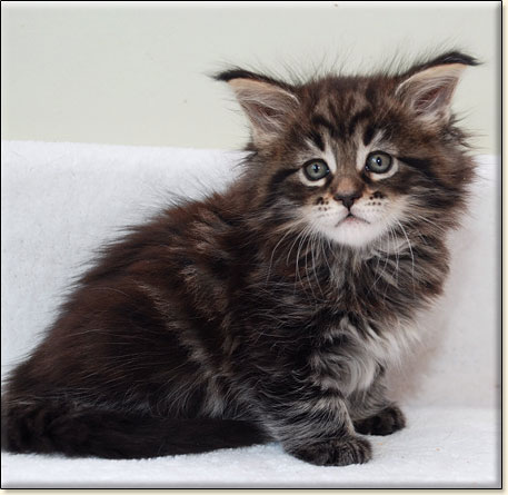 hodowla kotw maine coon Villa Park*PL