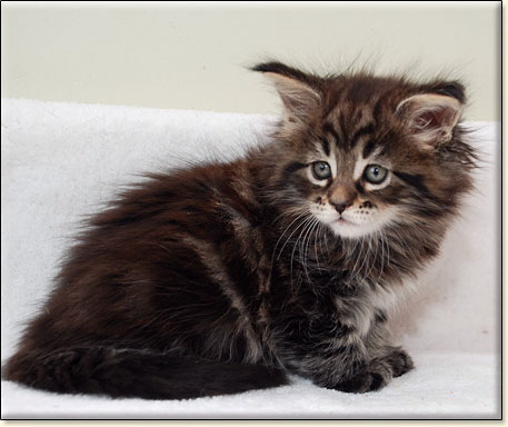 hodowla kotw rasy Maine Coon Villa Park*PL