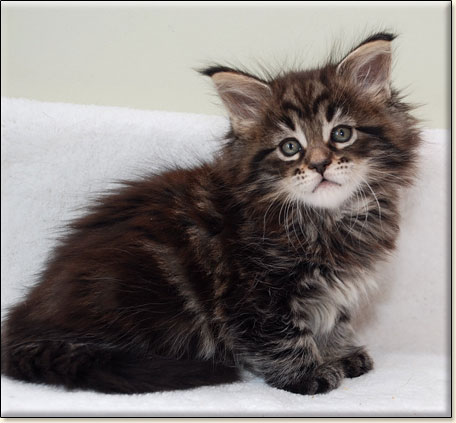 maine coon cattery Villa Park*PL