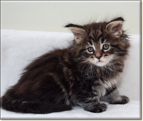 Maine Coon cattery Villa Park*PL