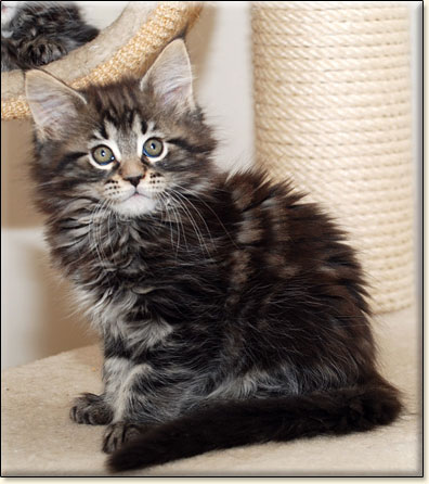 hodowla kotw maine coon Villa Park*PL