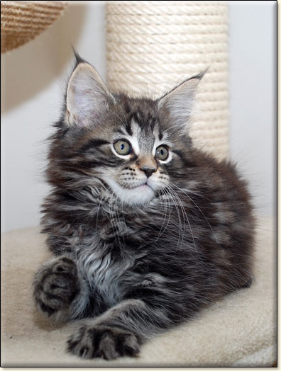 hodowla kotw rasy Maine Coon Villa Park*PL