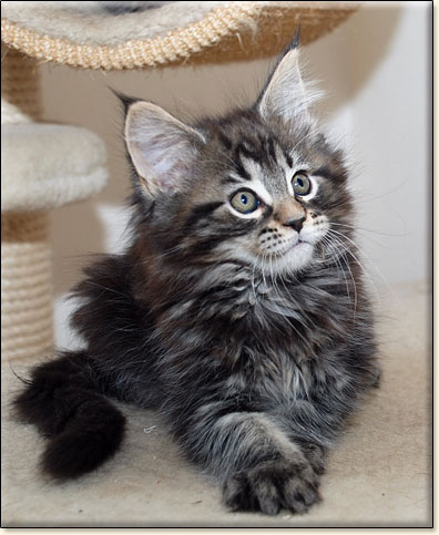 maine coon cattery Villa Park*PL