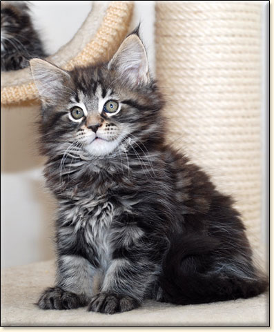 Maine Coon cattery Villa Park*PL